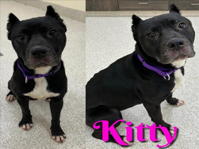 adoptable Dog in Saginaw, MI named KITTY