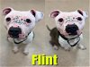 adoptable Dog in saginaw, MI named FLINT
