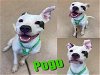 adoptable Dog in saginaw, MI named POGO