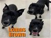 adoptable Dog in saginaw, MI named LOMAS BROWN