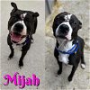 adoptable Dog in saginaw, MI named MIJAH