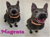 adoptable Dog in saginaw, MI named MAGENTA