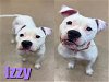 adoptable Dog in saginaw, MI named IZZY