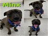 adoptable Dog in saginaw, MI named MINX