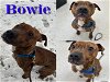 adoptable Dog in saginaw, MI named BOWIE