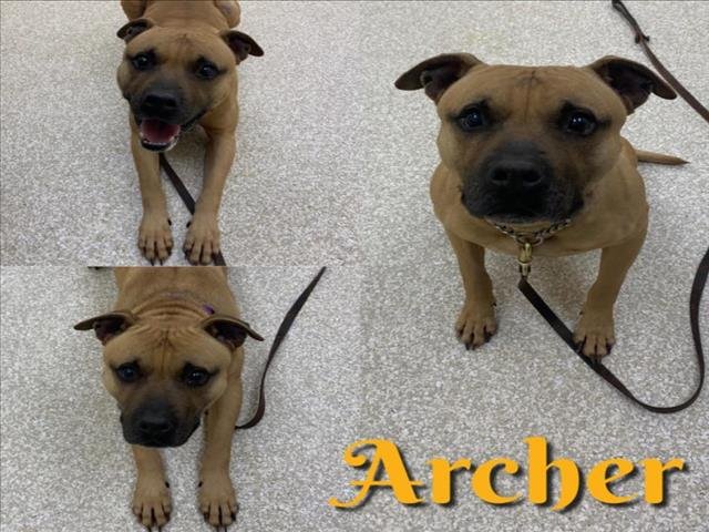 adoptable Dog in Saginaw, MI named ARCHER