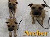 adoptable Dog in saginaw, MI named ARCHER
