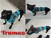 adoptable Dog in saginaw, MI named TRUMAN