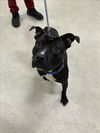 adoptable Dog in Saginaw, MI named TRUMAN