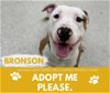adoptable Dog in saginaw, MI named BRONSON