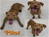 adoptable Dog in saginaw, MI named PILOT