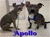 adoptable Dog in saginaw, MI named APOLLO