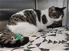 adoptable Cat in , MI named NOTORIOUS C.A.T