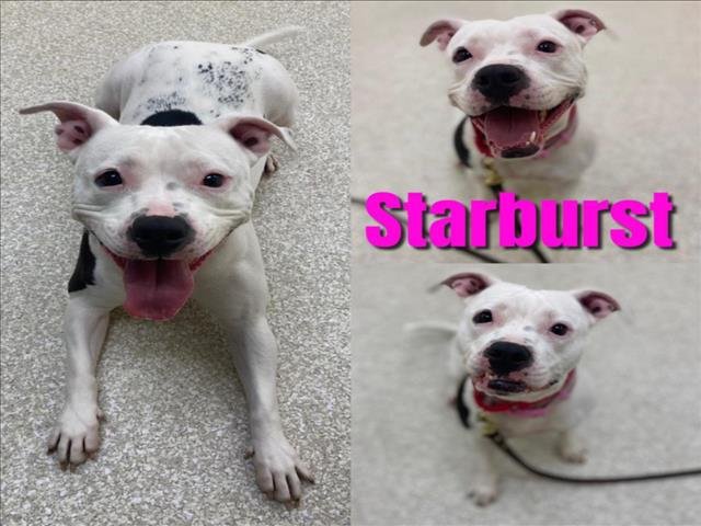 adoptable Dog in Saginaw, MI named STARBURST