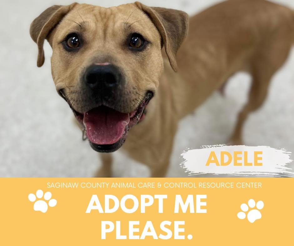 adoptable Dog in Saginaw, MI named ADELE
