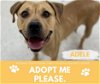 adoptable Dog in saginaw, MI named ADELE