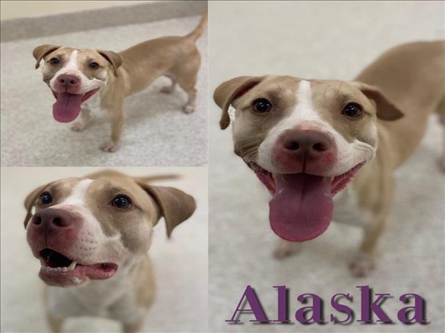 adoptable Dog in Saginaw, MI named ALASKA