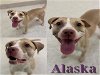 adoptable Dog in saginaw, MI named ALASKA