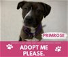 adoptable Dog in , MI named PRIMROSE