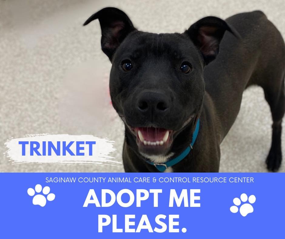 adoptable Dog in Saginaw, MI named TRINKET