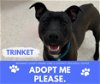 adoptable Dog in saginaw, MI named TRINKET