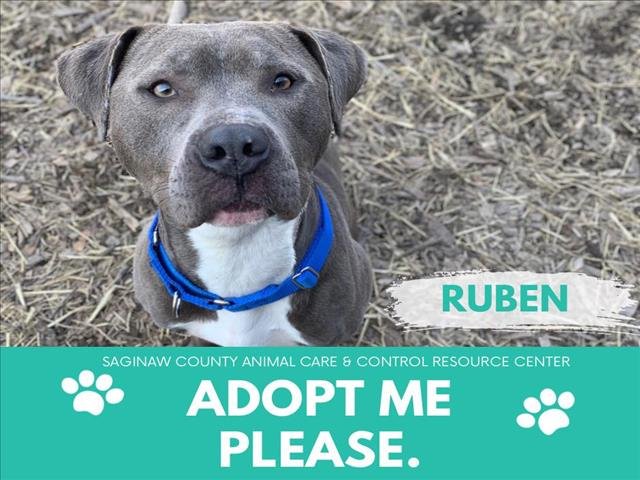 adoptable Dog in Saginaw, MI named RUBEN