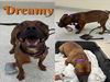 adoptable Dog in Saginaw, MI named DREAMY