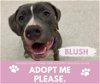 adoptable Dog in saginaw, MI named BLUSH