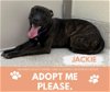 adoptable Dog in saginaw, MI named JACKIE