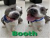 adoptable Dog in saginaw, MI named BOOTH