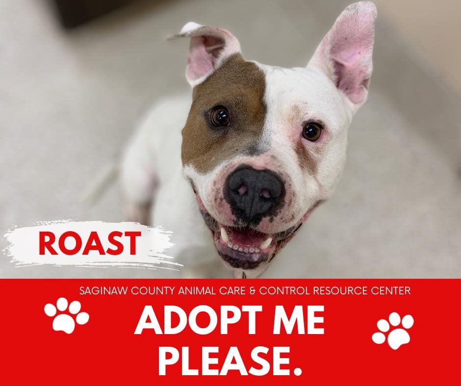 adoptable Dog in Saginaw, MI named ROAST