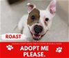 adoptable Dog in saginaw, MI named ROAST