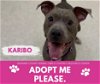 adoptable Dog in saginaw, MI named KARIBO