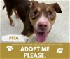 adoptable Dog in saginaw, MI named PITA