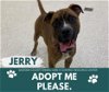 adoptable Dog in saginaw, MI named JERRY