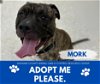 adoptable Dog in , MI named MORK