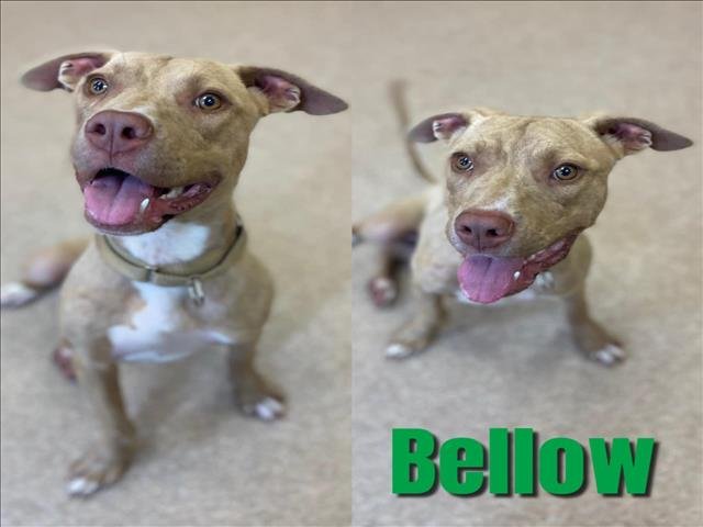 adoptable Dog in Saginaw, MI named BELLOW