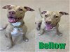 adoptable Dog in saginaw, MI named BELLOW