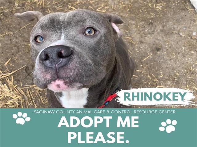 adoptable Dog in Saginaw, MI named RHINOKEY