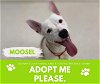 adoptable Dog in , MI named MOOSEL