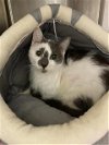 adoptable Cat in saginaw, MI named GENEVIEVE