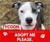 adoptable Dog in saginaw, MI named TYCOON