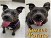 adoptable Dog in saginaw, MI named SWEET POTATO