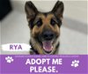 adoptable Dog in saginaw, MI named RYA