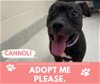 adoptable Dog in saginaw, MI named CANNOLI
