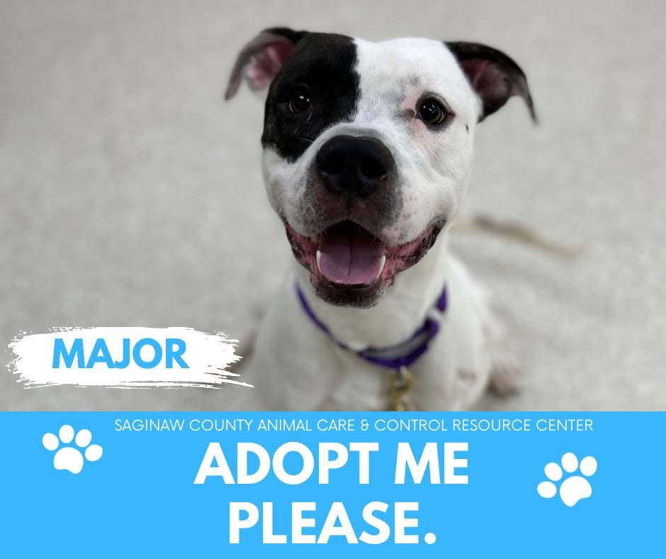 adoptable Dog in Saginaw, MI named MAJOR