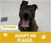 adoptable Dog in , MI named PITTMAN