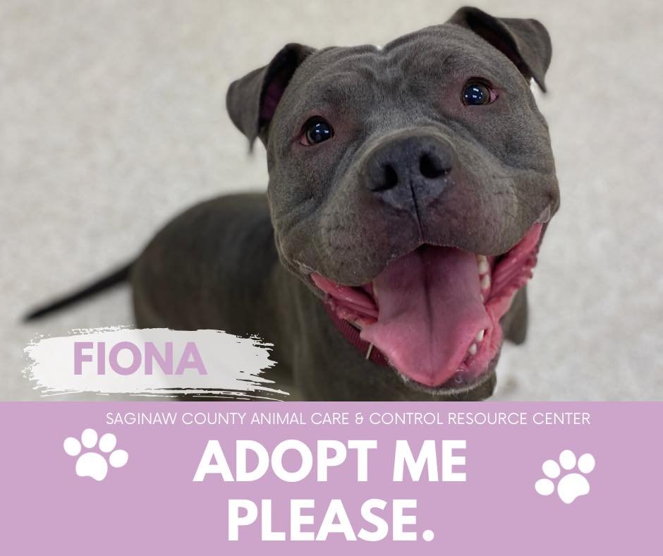 adoptable Dog in Saginaw, MI named FIONA