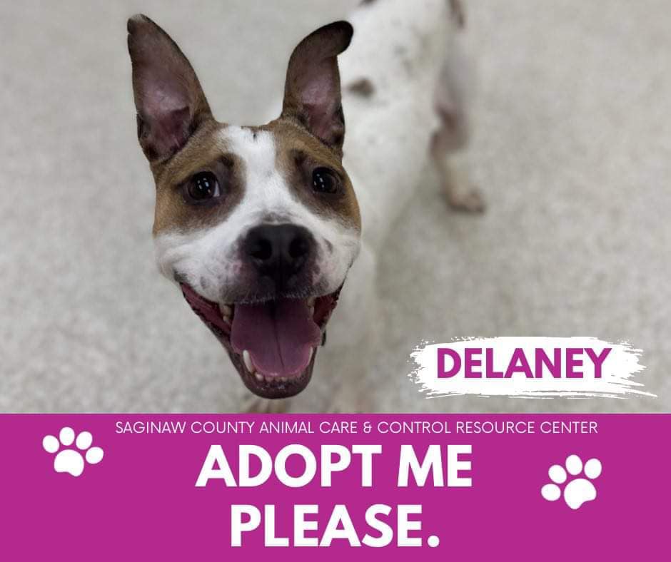 adoptable Dog in Saginaw, MI named DELANEY