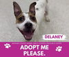 adoptable Dog in Saginaw, MI named DELANEY